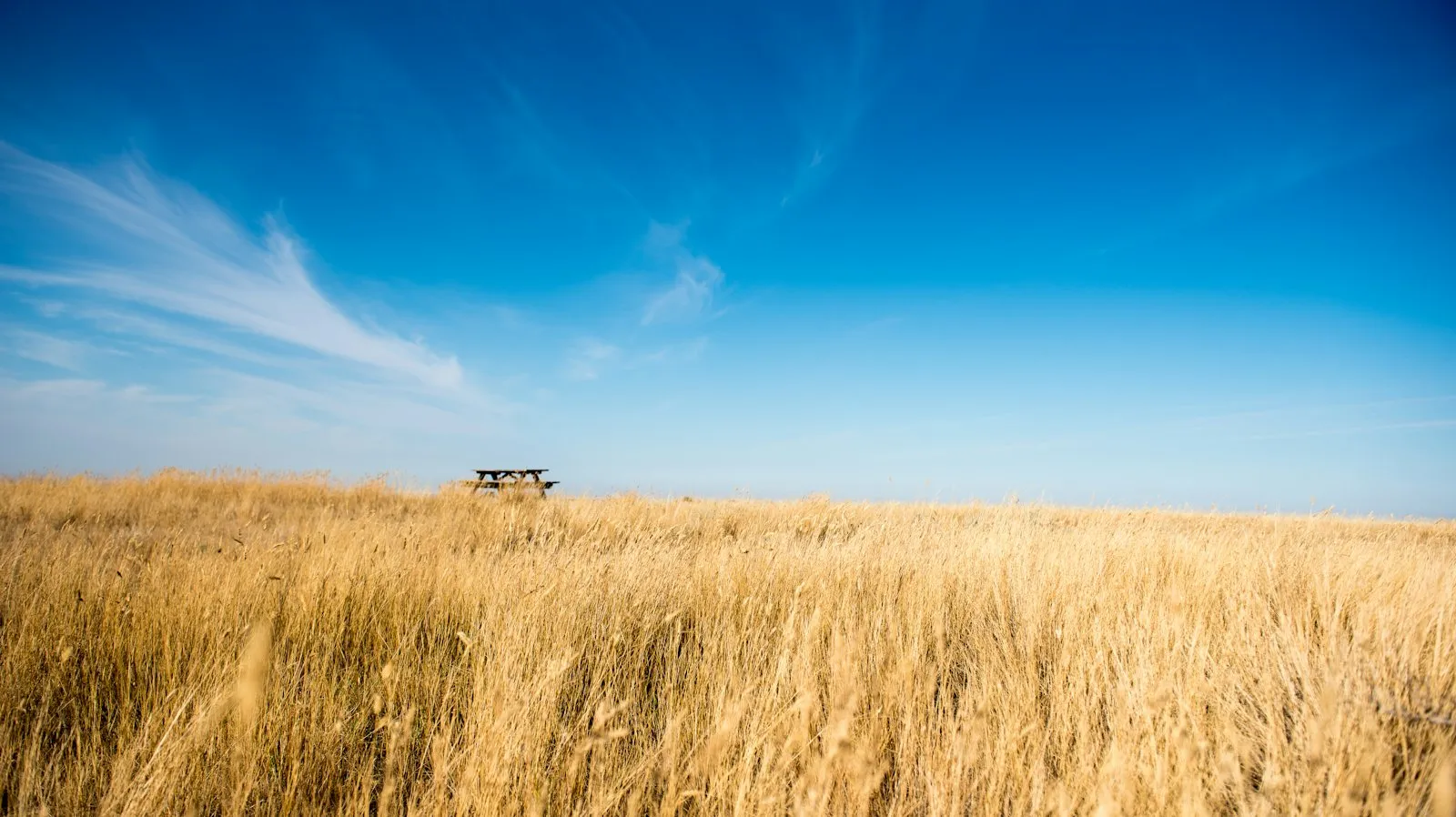 Wheat, late August