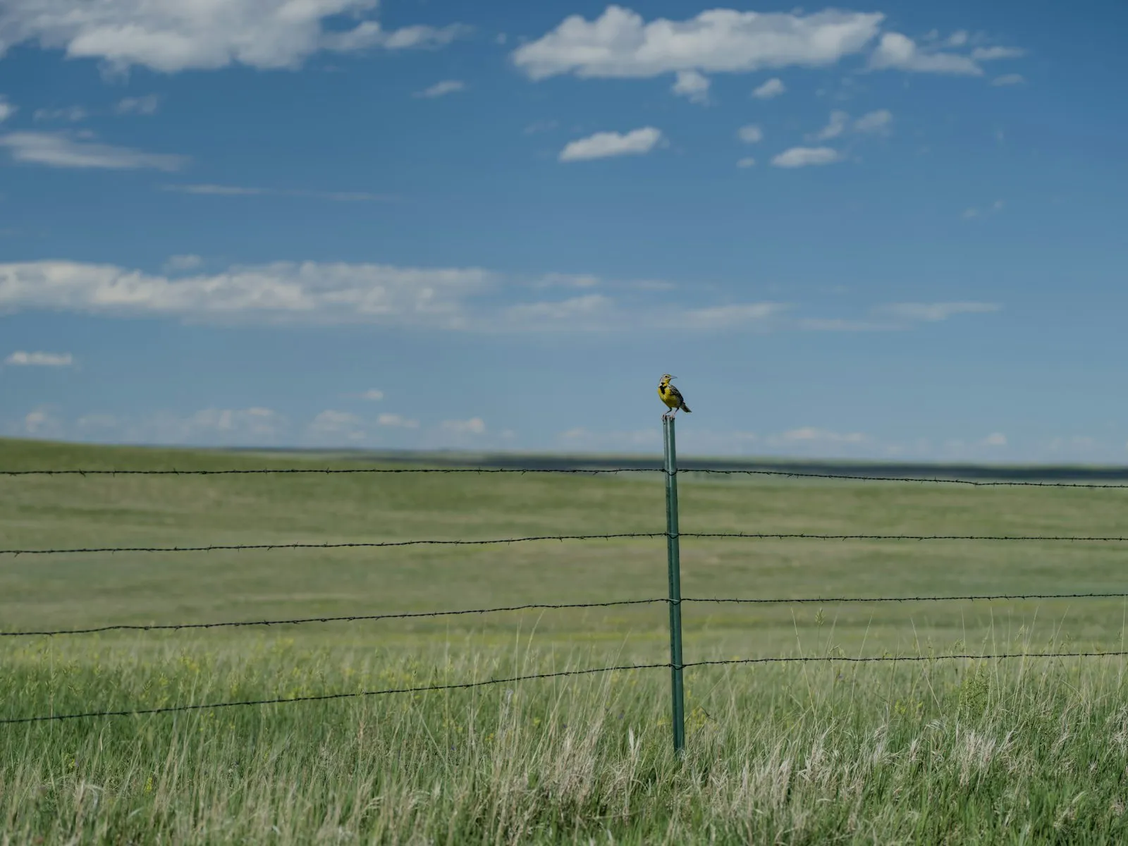 Fence line and sky, from Open Country
