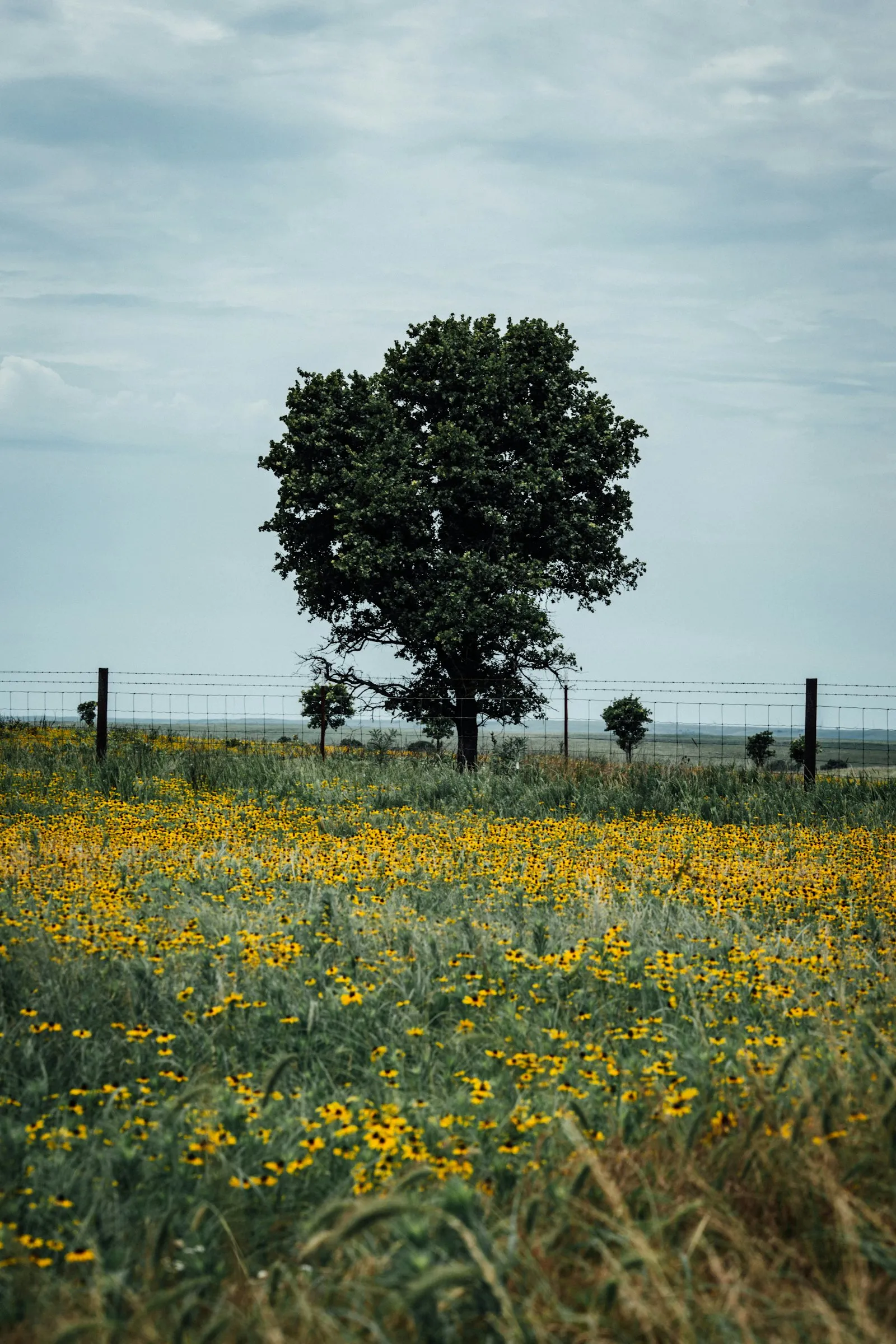 Canola edge